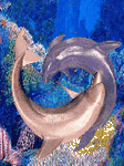 pic for Dolphins dancing